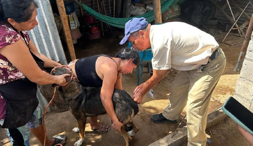 Cómo evitar y qué hacer si los animales presentan gusaneras de gusano barrenador