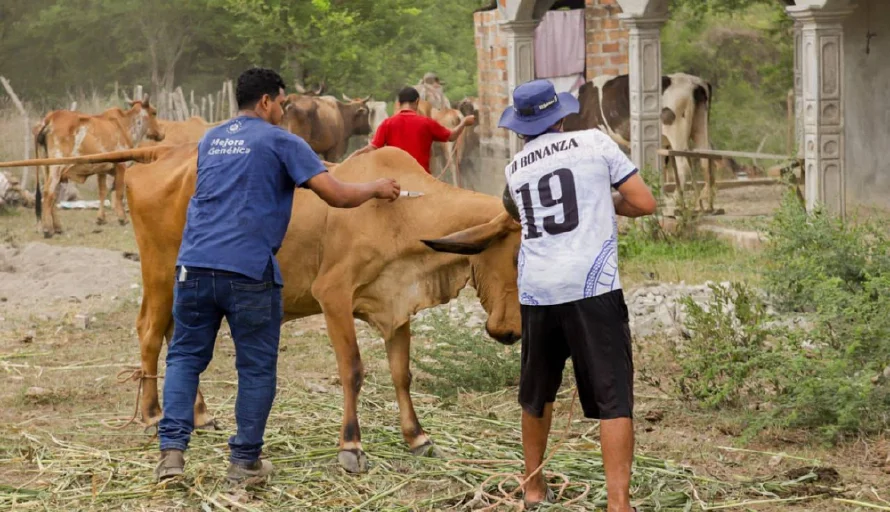 En El Salvador circulan dos especies de gusano barrenador según investigador de la UES