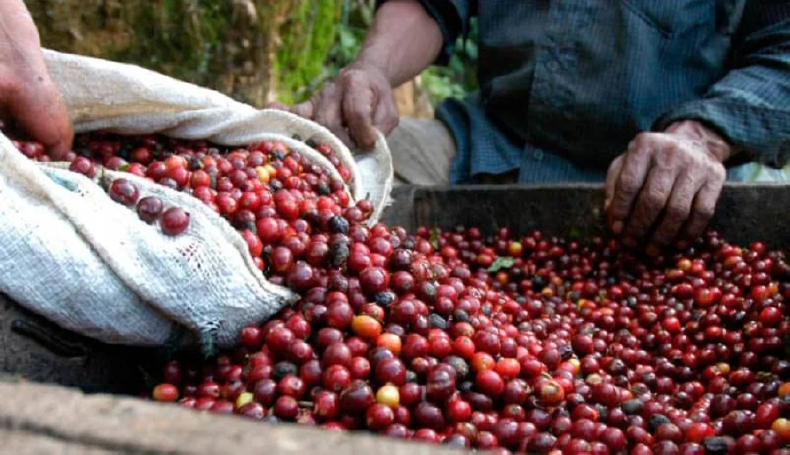 Precio de la libra de café en mayo fue el más bajo en cinco meses
