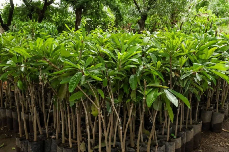 Entregan más de 14,500 árboles frutales para diversificar agricultura en el oriente del país