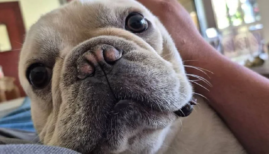 Cómo proteger a las mascotas del hogar del gusano barrenador