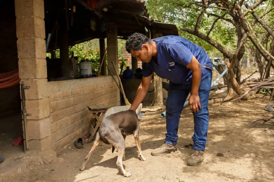 Reiteran llamado a vigilar mascotas por gusano barrenador en Apopa