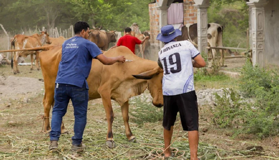 Mesa Agropecuaria ve a "años luz" ingreso de mosca estéril que combate el gusano barrenador