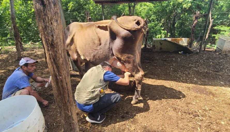 Los mitos entorno al gusano barrenador según el MAG
