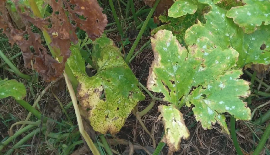 Productores reportan 50 manzanas afectadas por las lluvias en El Paisnal