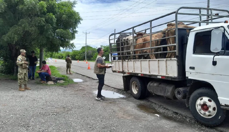 El MAG creará "corrales móviles" para atender animales contagiados con gusano barrenador
