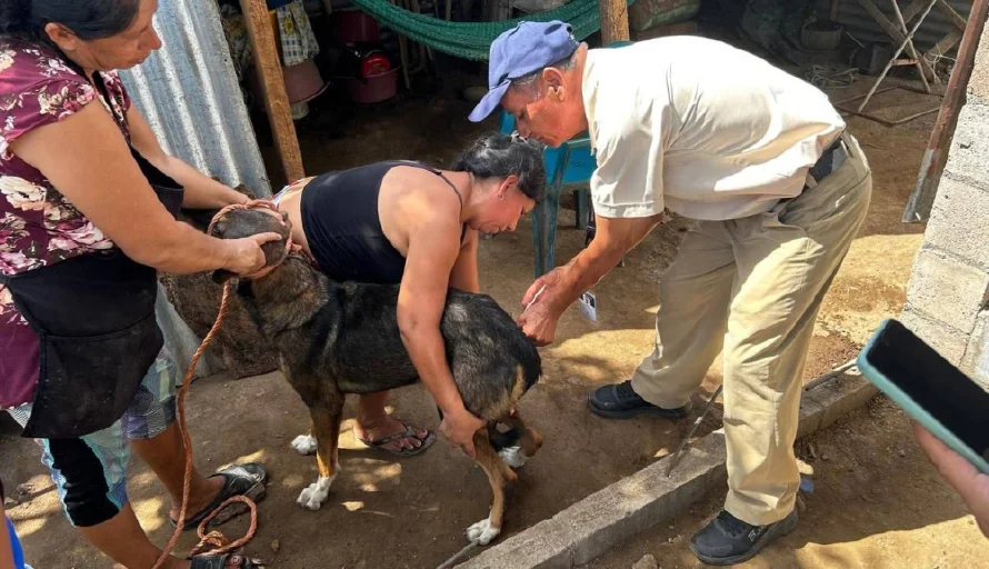 San Salvador es el más crítico con casos de gusano barrenador según encuesta de veterinarios