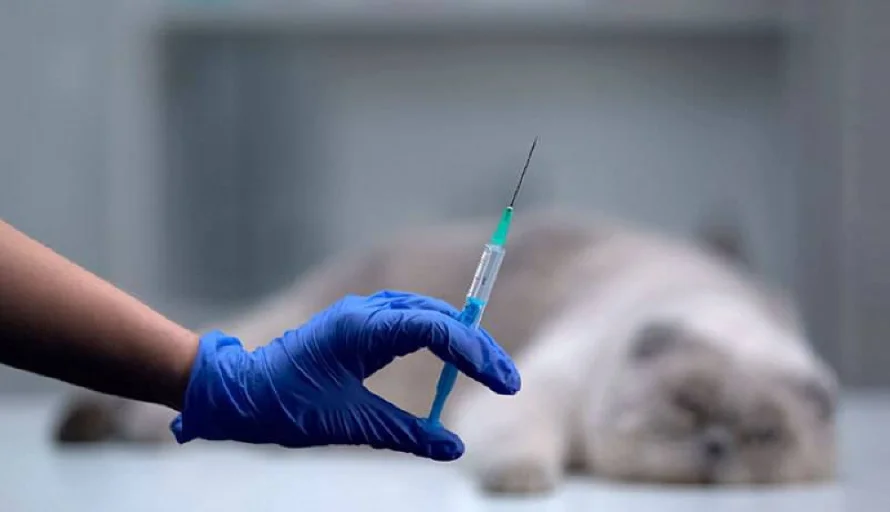 Un 35.7 % de los veterinarios ha realizado eutanasia por gusano barrenador en El Salvador