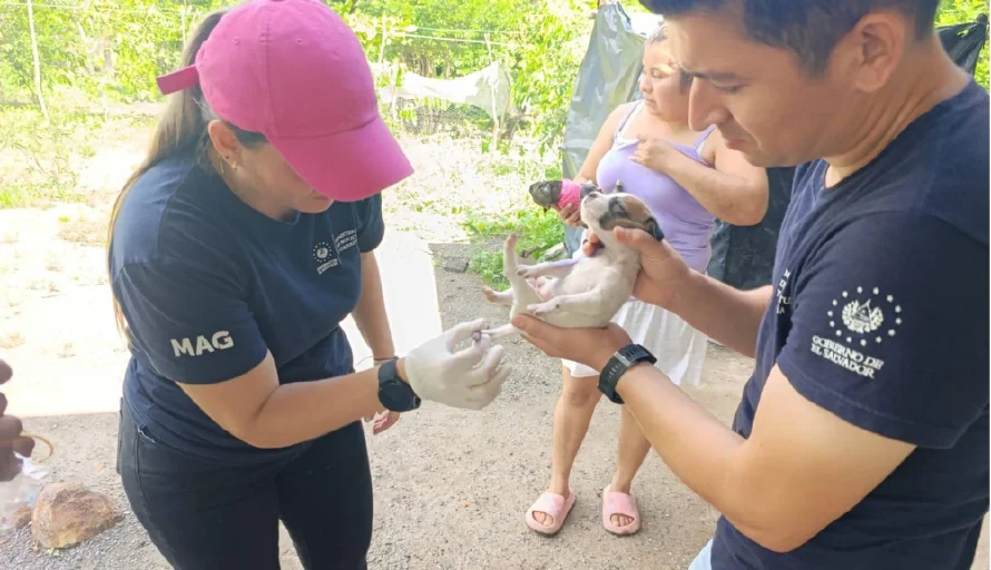 Veterinarios recomiendan sedar a animales para extraer larvas del gusano barrenador