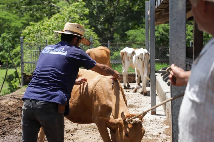 MAG realiza jornada veterinaria en Chalatenango por gusano barrenador