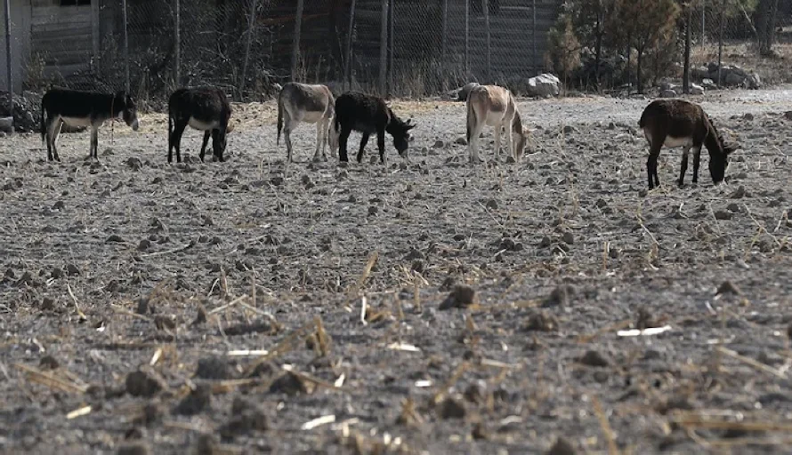 La sequía extrema en el norte de México: Imágenes de ganado muerto, comunidades sin agua potable y tierras agrícolas improductivas