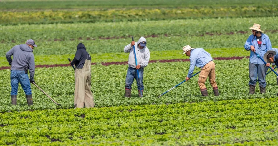 Trump dice que decidirá sobre la exención de deportar a obreros y agricultores migrantes