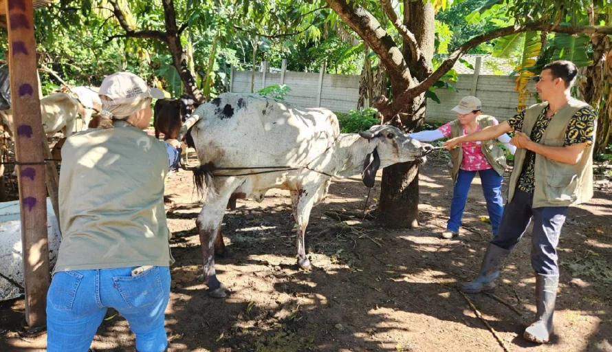 Erradicación del gusano barrenador podría tardar "un par de años", advierte docente de la UES