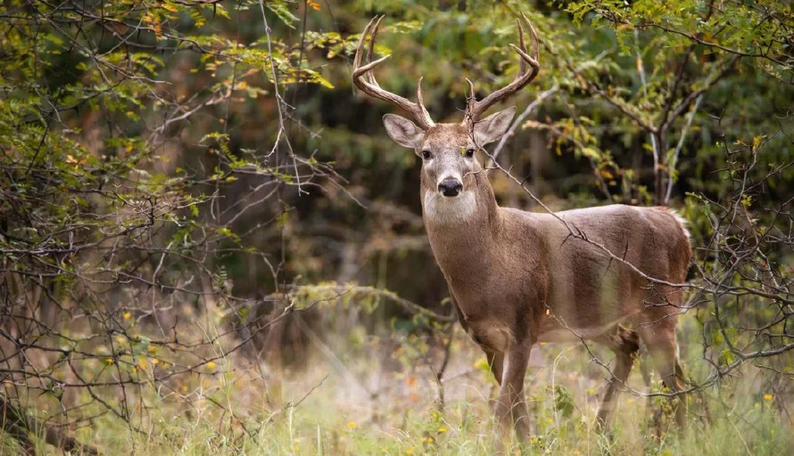 Un venado, aves y mapaches positivos a gusano barrenador, docente de la UES advierte de riesgo a la biodiversidad