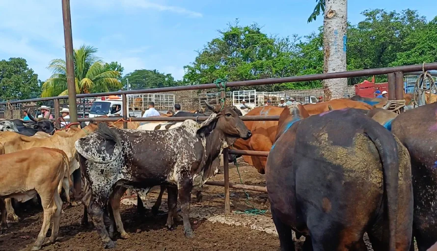 "Si están gordos se vuela la pata y se va al destace", así negocian los ganaderos en un tiangue en medio de gusano barrenador