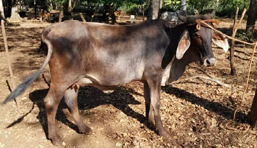 Oirsa aclara que "no se va a enfermar por comer carne con gusano barrenador"