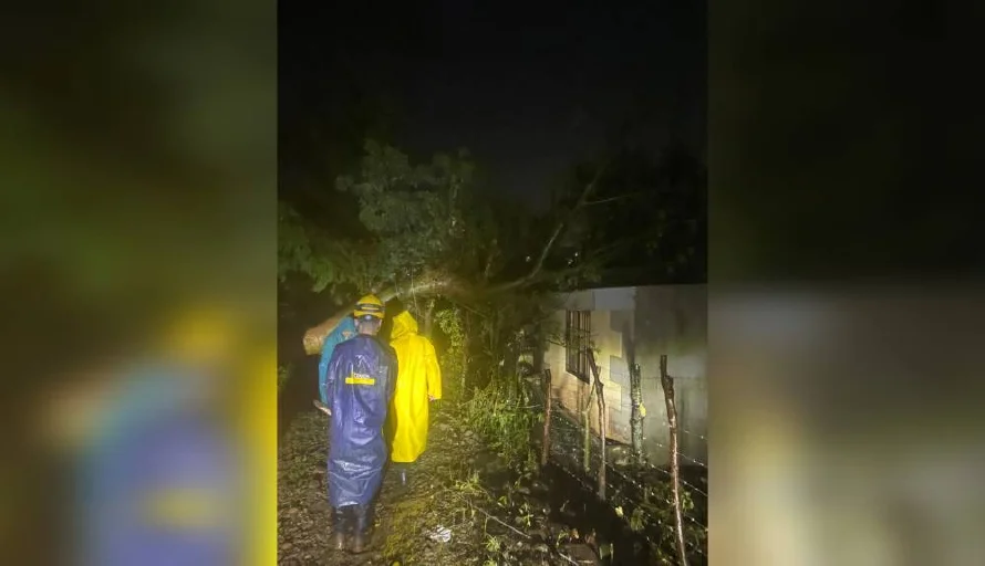 Al menos ocho árboles se cayeron por las fuertes lluvias y el viento este lunes
