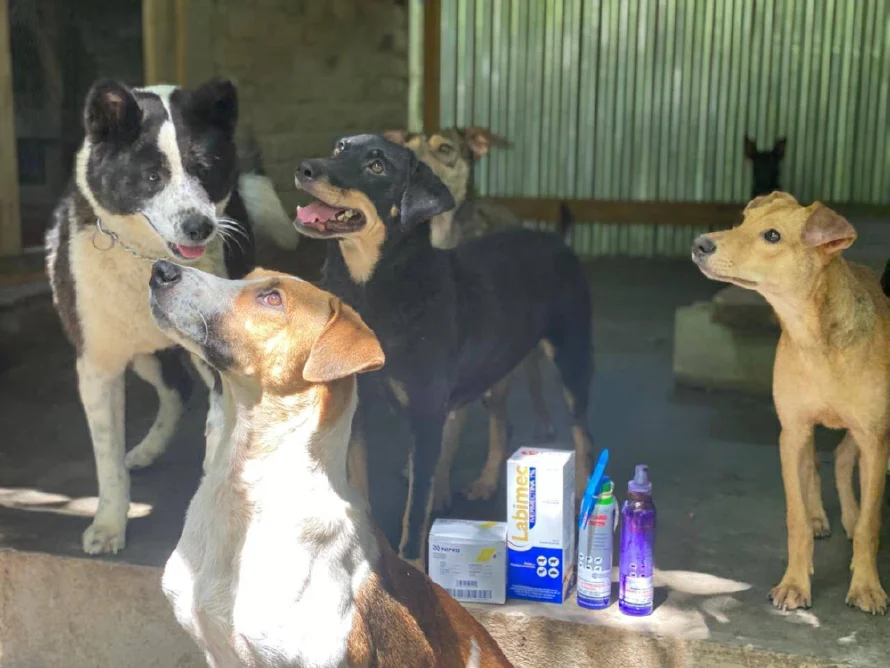 MAG entrega insumos a refugio de animales ante aumento de perros con gusano barrenador