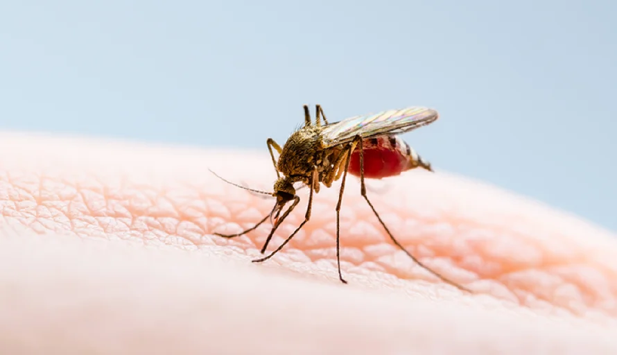 Salud confirma una muerte por dengue en 2025
