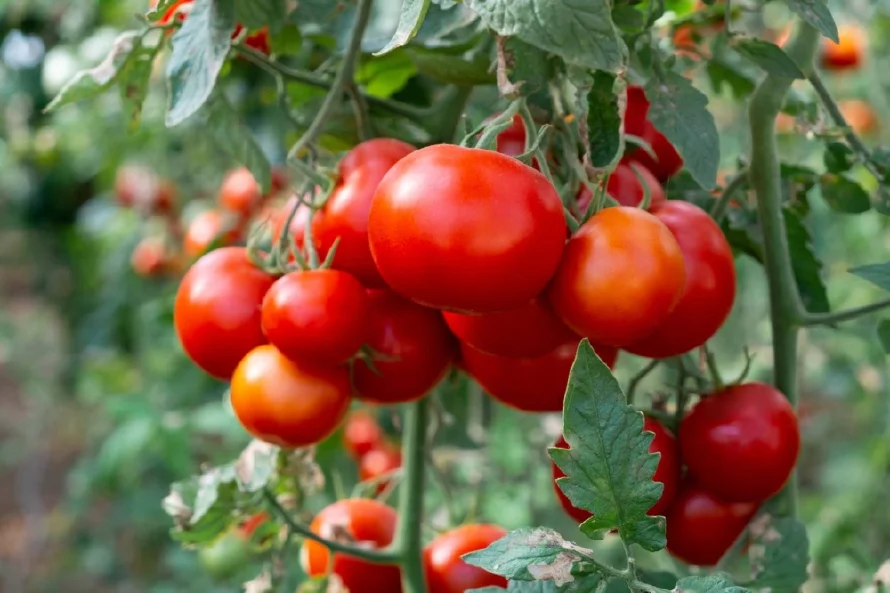 México seguirá exportando tomate a EE.UU. pese a arancel porque no hay "sustituto"