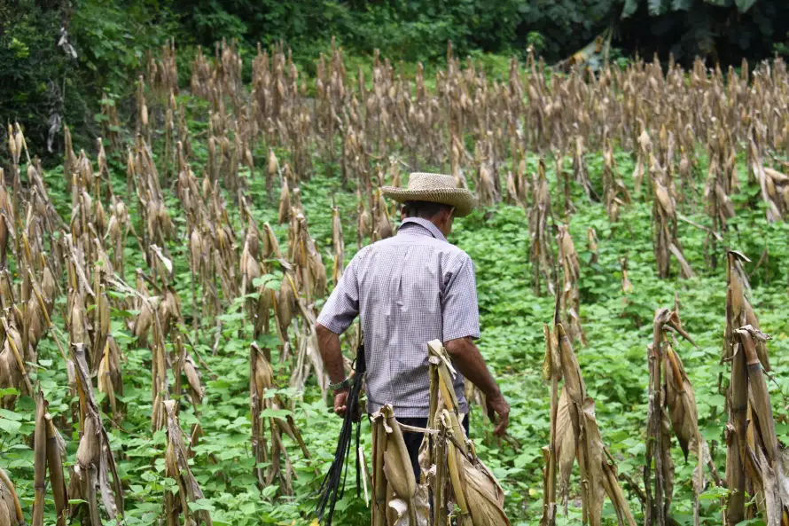 Gobierno y agencias de la ONU crean plan anticipatorio por riesgo de sequía en El Salvador