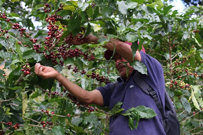 Pequeños productores representan el 80 % de los caficultores salvadoreños