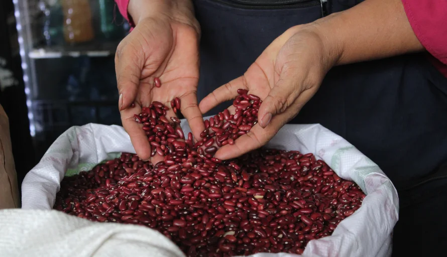 Cada salvadoreño consume un promedio de 39.6 libras de frijoles por año, según Campo