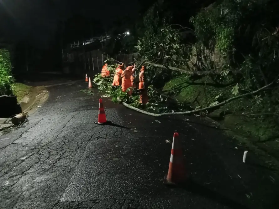 Lluvias nocturnas del miércoles provocan caída de árboles en distintos puntos del país