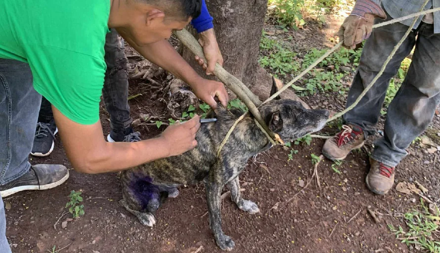 ¿Qué hacer si sospecho que mi perro tiene gusano barrenador? Esto dice una médico veterinaria