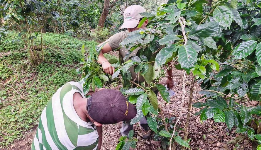 Al menos 6,200 caficultores aún deben $23.7 millones en anticipo otorgado en el año 2000