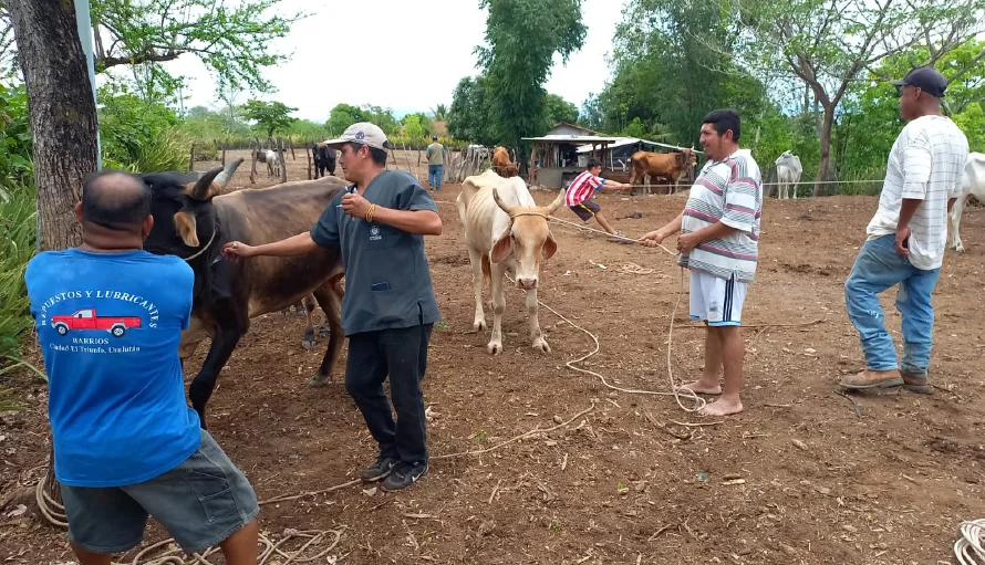 Algunas vacas enfermas con gusano barrenador han reducido hasta 35 % la producción de leche