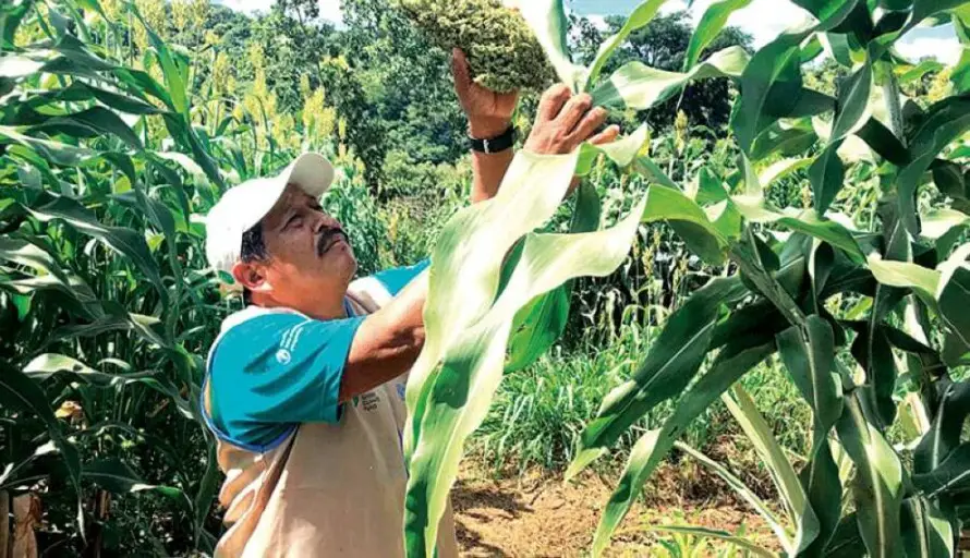 Centro agropecuario busca impulsar siembra de maíz y frijol con préstamo de $6 millones del BFA