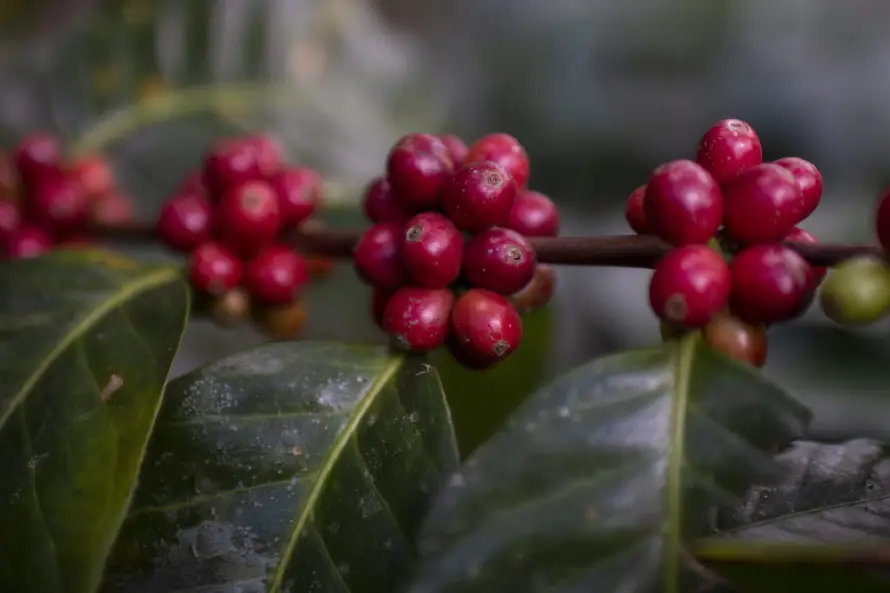 Clima económico incierto hace retroceder el precio del café a su menor valor en nueve meses
