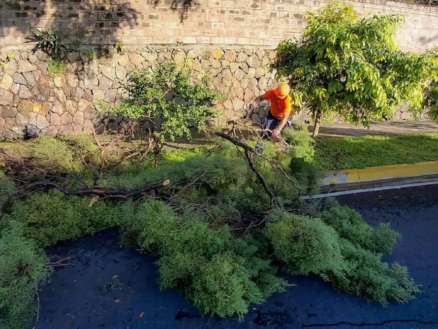 Tormenta del miércoles provocaron caída de árboles en San Salvador