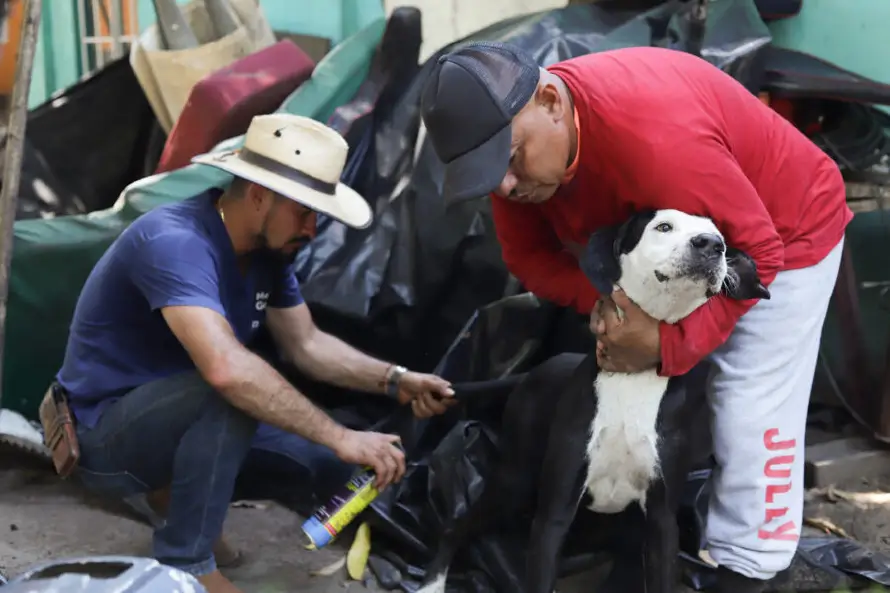 Productores alertan riesgos  con gusano barrenador por perros abandonados en barrancos