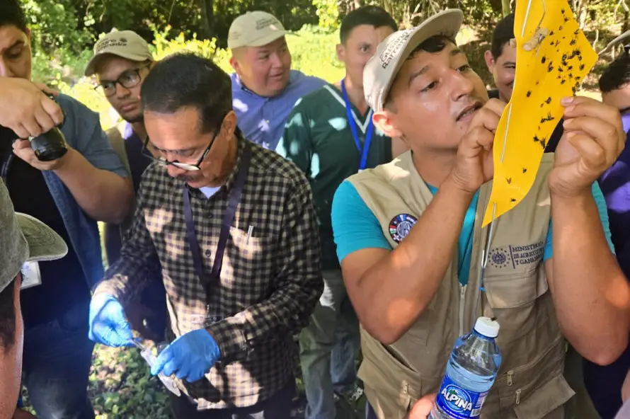 MAG capacita a productores sobre trampas contra moscas de gusano barrenador, ¿cómo funcionan?
