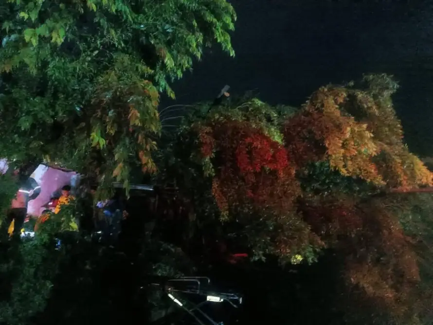 Una mujer murió en Santa Ana tras caerle un árbol mientras se refugiaba en una champa