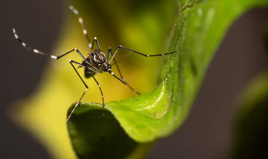 Honduras confirma tres muertes por dengue grave durante 2026