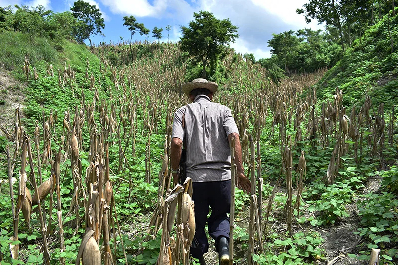 El Salvador figura entre los países con menor productividad agrícola de la región