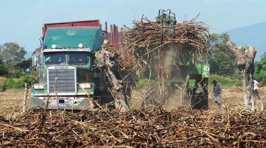 Las exportaciones de azúcar se desplomaron 27.6% en el primer semestre de 2025