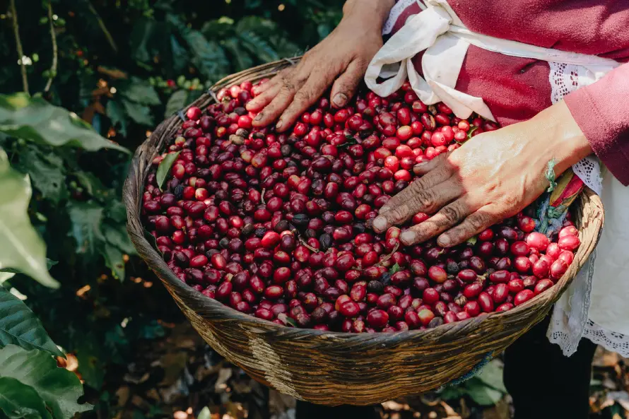 El Salvador tuvo el menor precio del café de Centroamérica en Taza de Excelencia