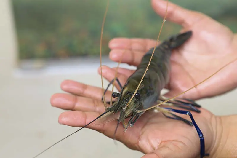 En El Salvador se producen 5.2 millones de libras de camarón y 8.1 millones de tilapia