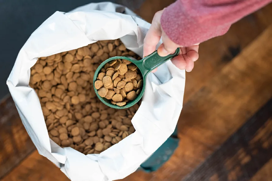 El Salvador exportó $38.6 millones en alimento para animales en 2024, la mayoría para gatos y perros