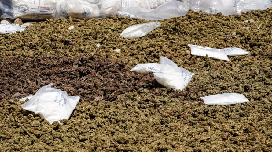 El consumo de cannabis aumenta el riesgo de trastornos mentales en adolescentes, revela estudio