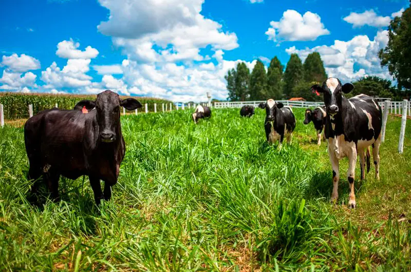 Brasil alcanzará una producción récord de carnes en 2026