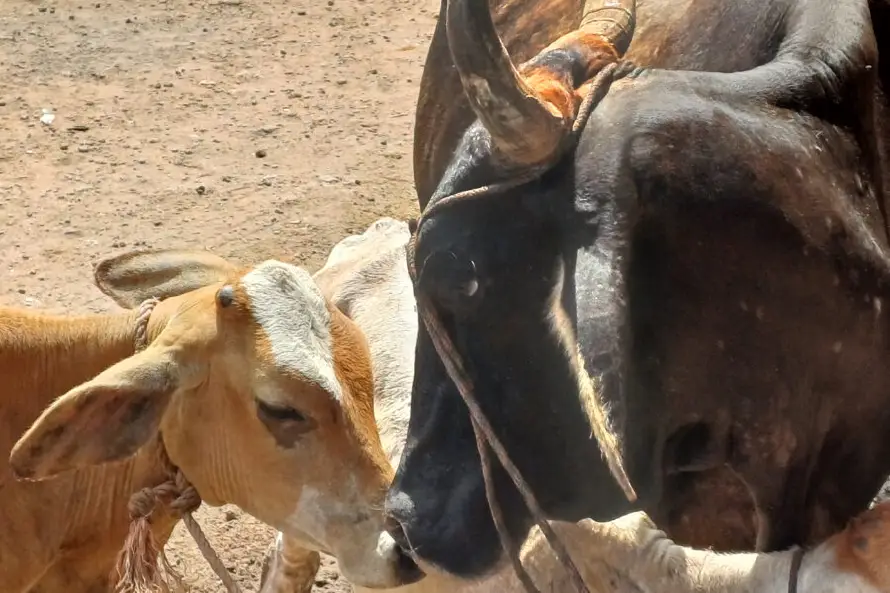 Proleche pide diálogo y dice procesadoras de lácteos están dispuestas a suspender compra de leche fresca