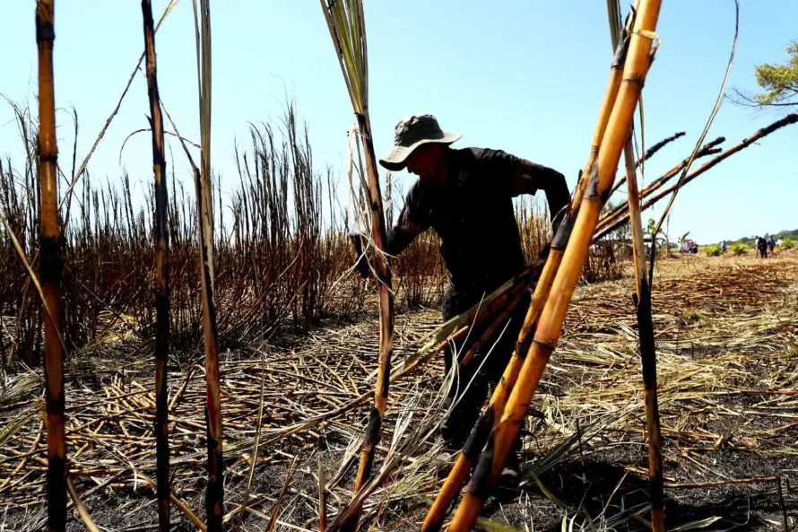 Gremial espera sobrepasar las 700,000 toneladas métricas de azúcar en ciclo 2025-2026 y recuperar lo perdido en período anterior
