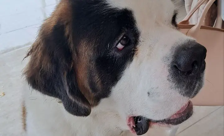 Fallece Igor, la segunda mascota San Bernardo de Linda Vista Garden