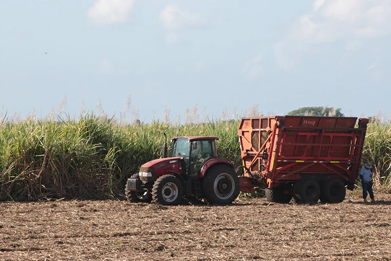 La producción de azúcar 2024-2025 cae a su mínimo en diez años por exceso de lluvias