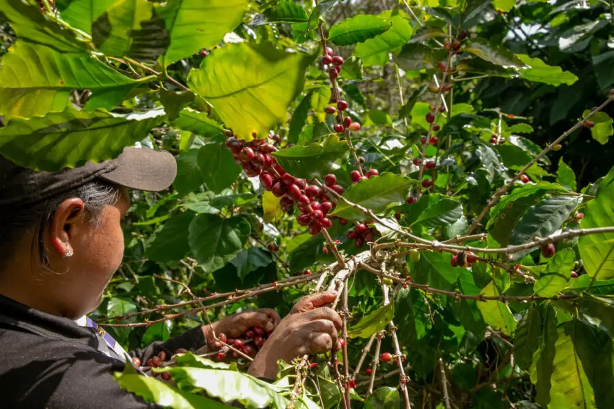 Caficultores prevén impacto de El Niño y aumento en costos de producción